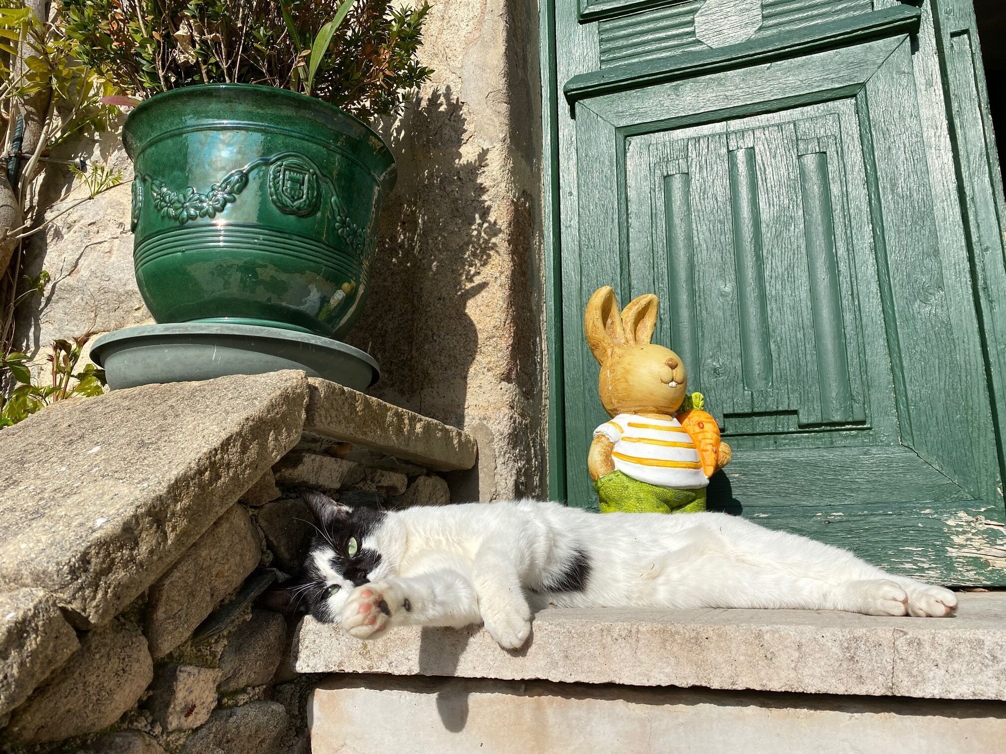 Eine Katze liegt auf einem Stegvorsprung neben einer grünen Tür und einem Blumentopf.