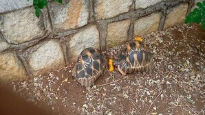 Dos tortugas en un sendero de tierra junto a un muro de piedra.
