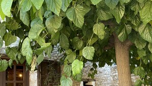 Un cortile in pietra con un grande albero, piante in vaso e un rustico muro di pietra.