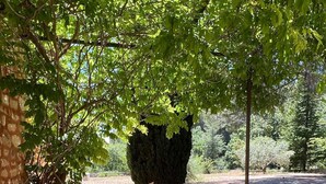Un patio exterior con una mesa y sillas de madera, un rincón de estar con cojines y un árbol grande que da sombra.