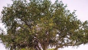 Un muelle de madera que conduce a un gran árbol con un banco a la derecha.