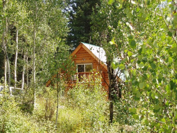 Une cabane en bois entourée d’une forêt dense.