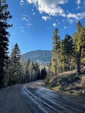 Un chemin de terre bordé de grands arbres, avec une montagne qui se profile à l’horizon.