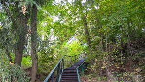 A wooden staircase leading up a hill, surrounded by dense green foliage and trees.