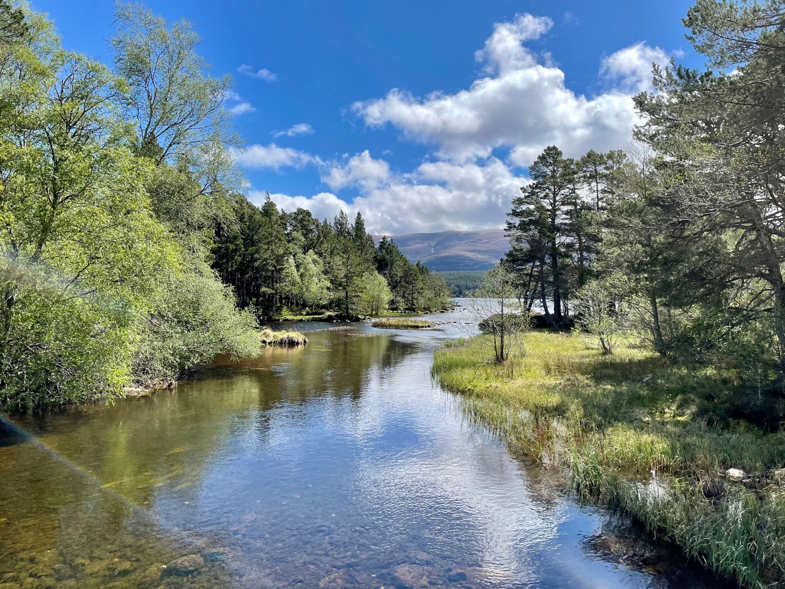 Ein Fluss, umgeben von dichtem Baumbestand und wolkenlosem Himmel.
