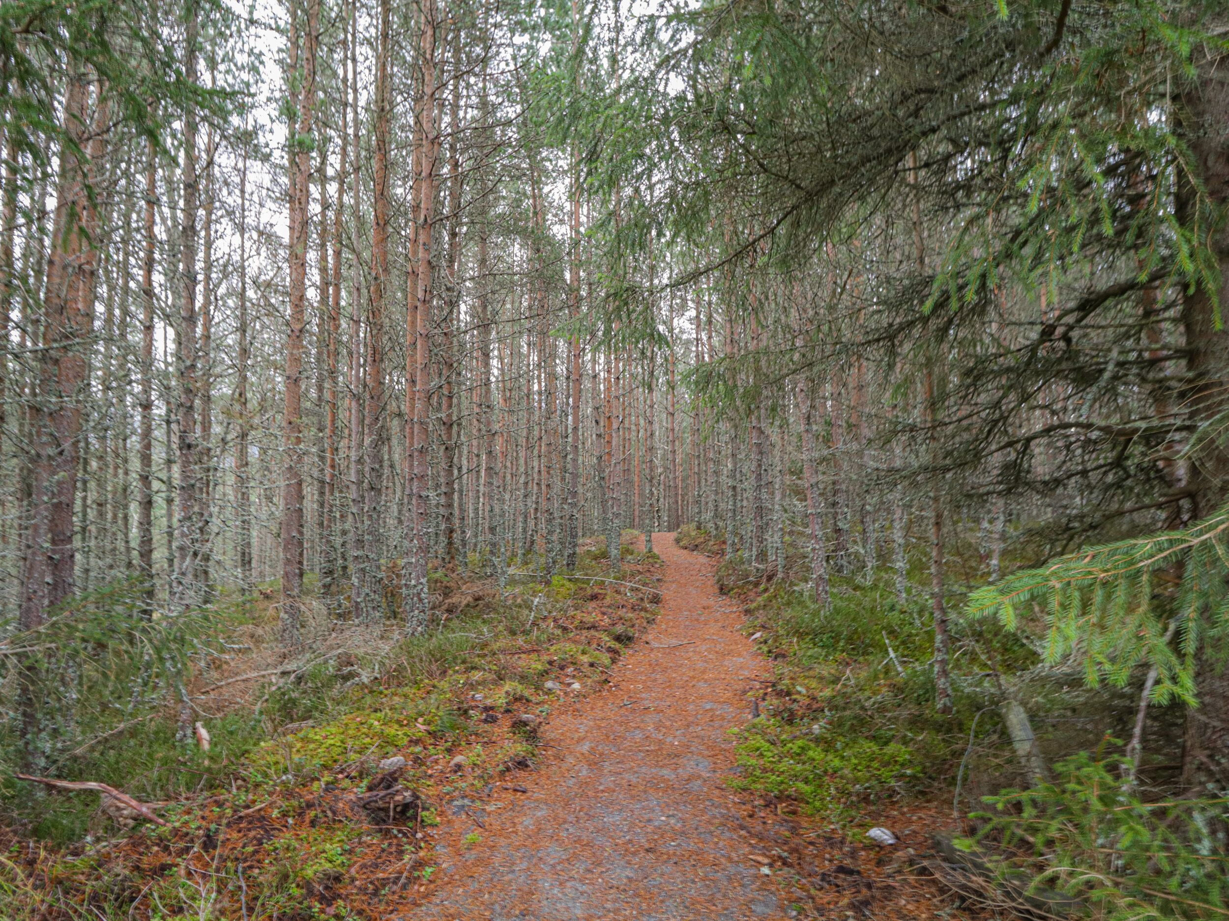 Un sentier boisé, bordé de grands arbres et offrant un passage étroit.