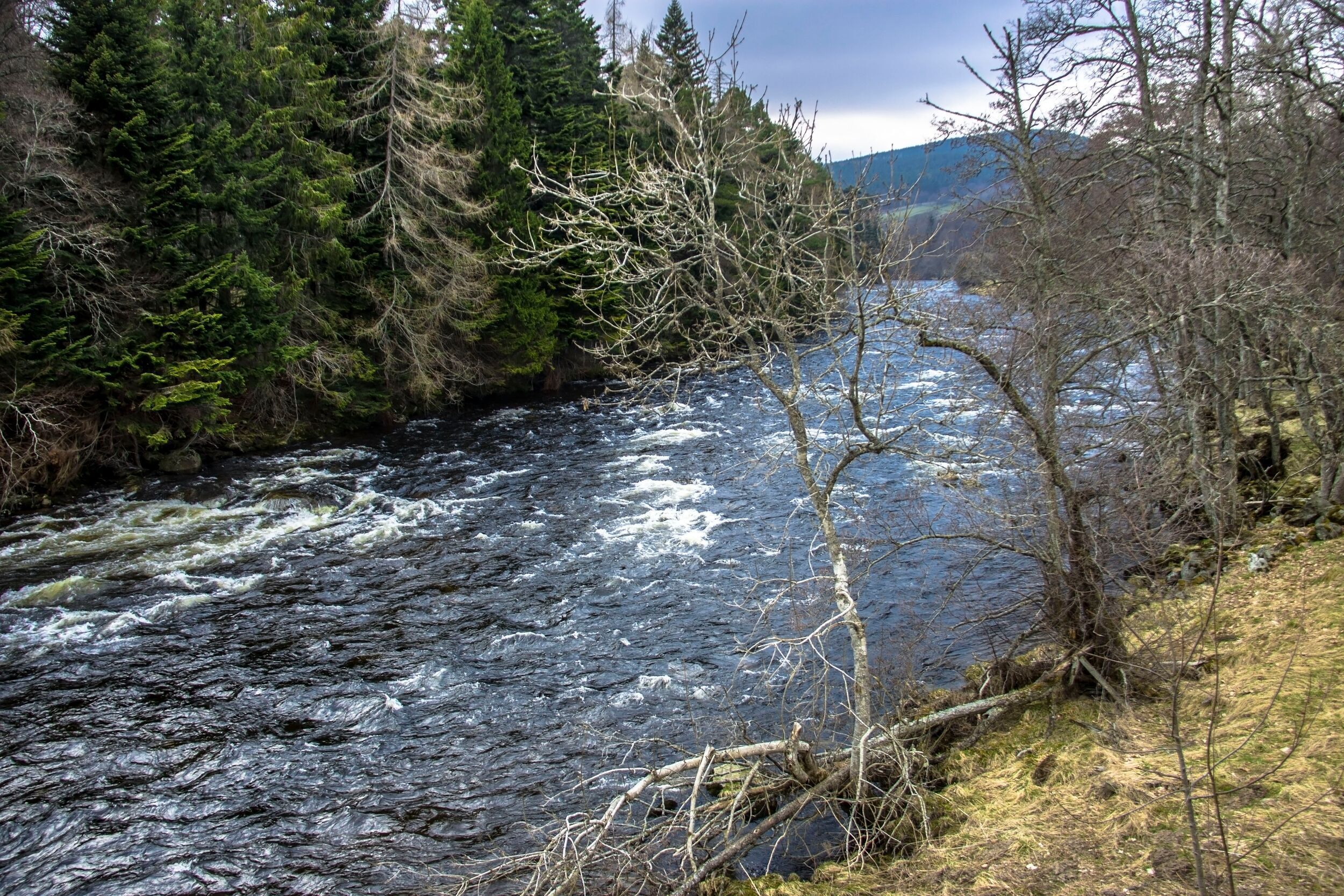 A river flowing through a forested area with dense trees and rocky terrain.