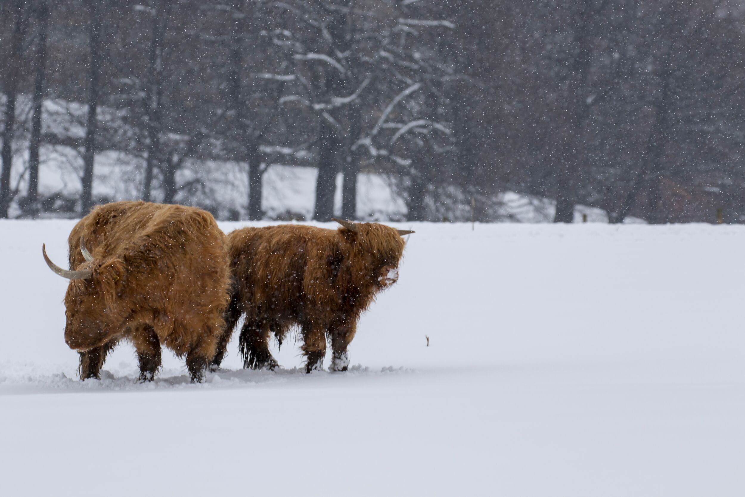 Interiør
