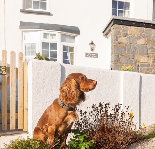 Un chien est assis près d’un mur blanc, avec un bâtiment en pierre et une clôture en bois en arrière-plan.