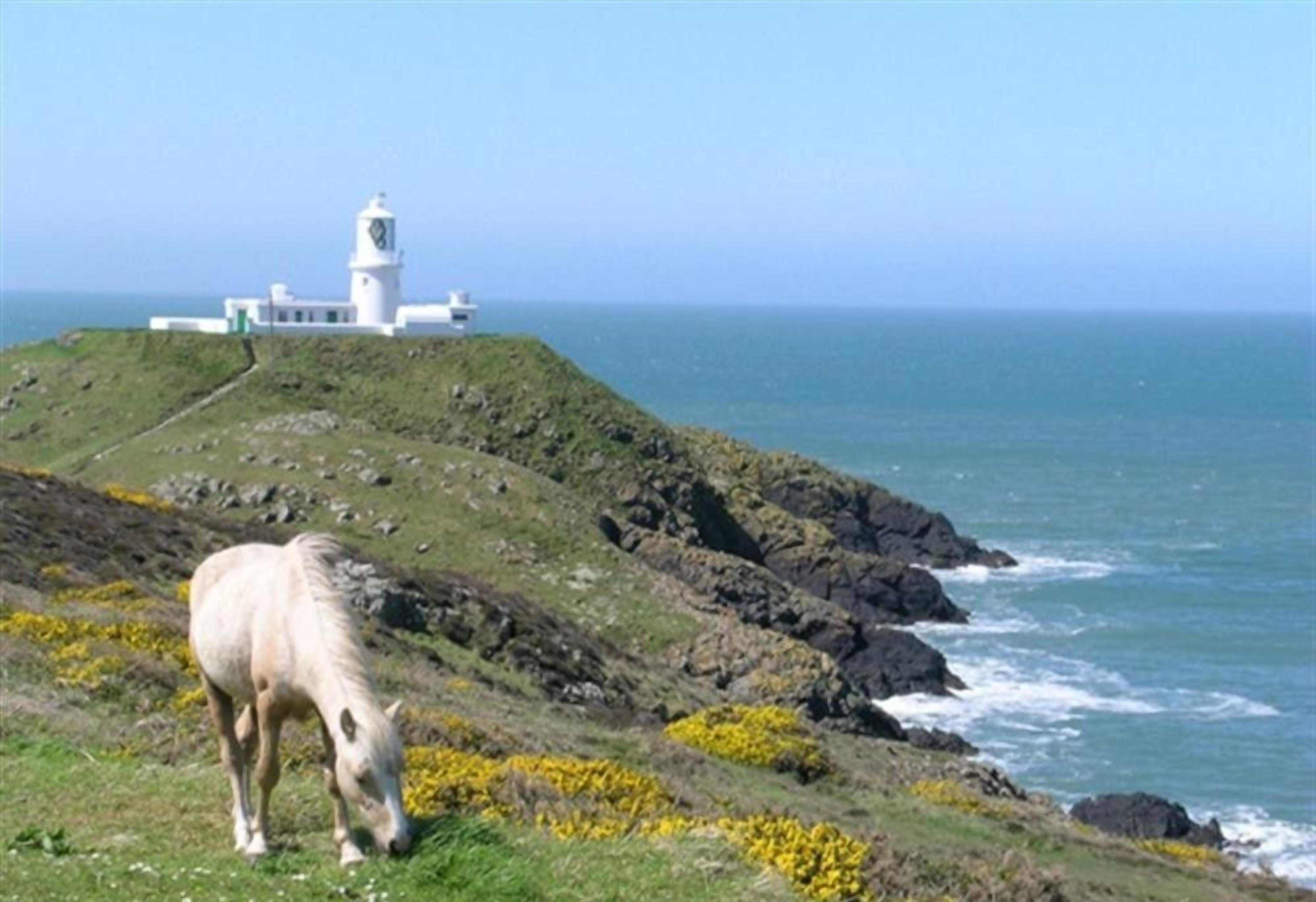 A coastal landscape with a lighthouse, a grassy area, and a horse grazing.