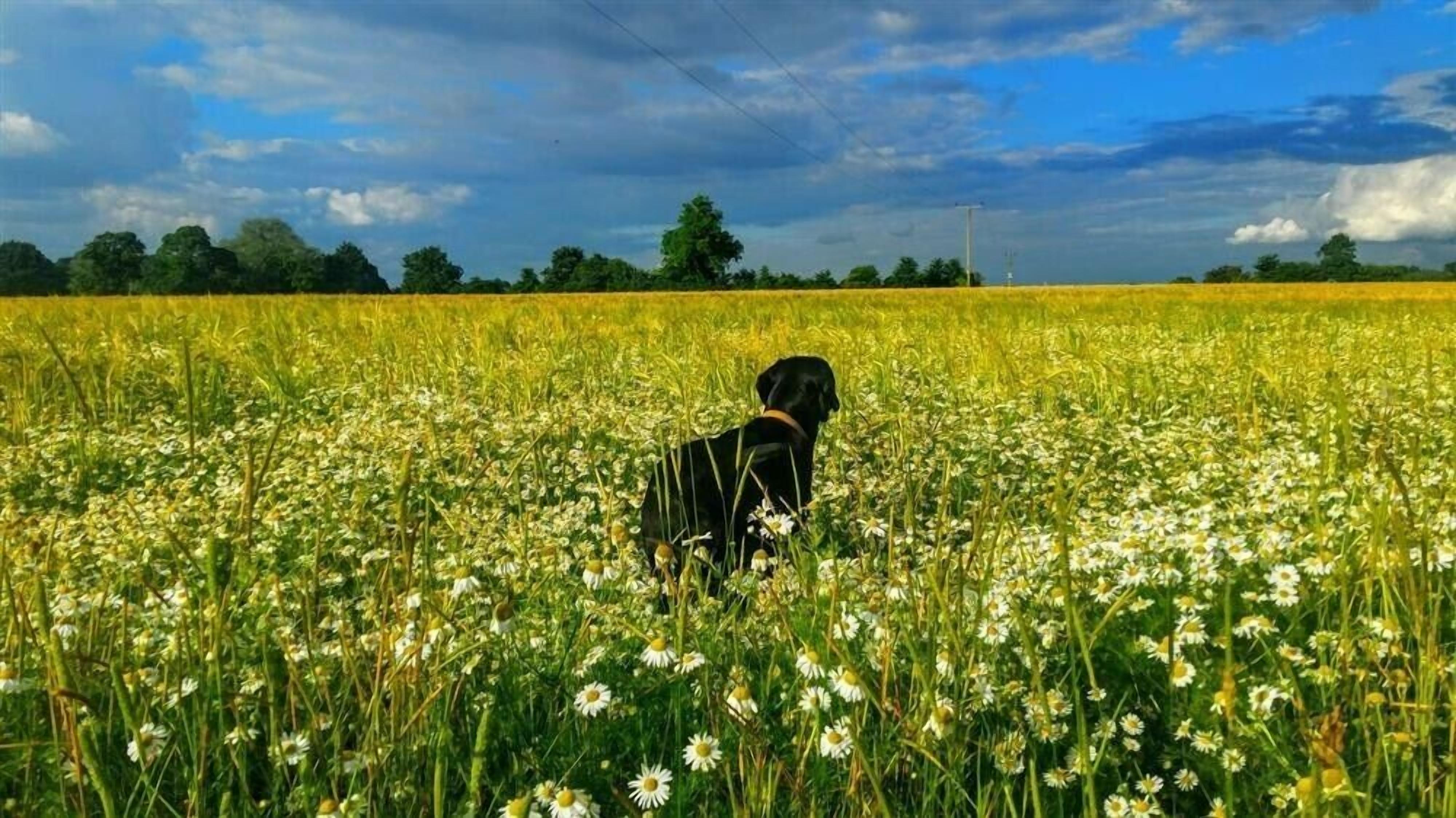 A black dog in a field of daisies under a cloudy sky.