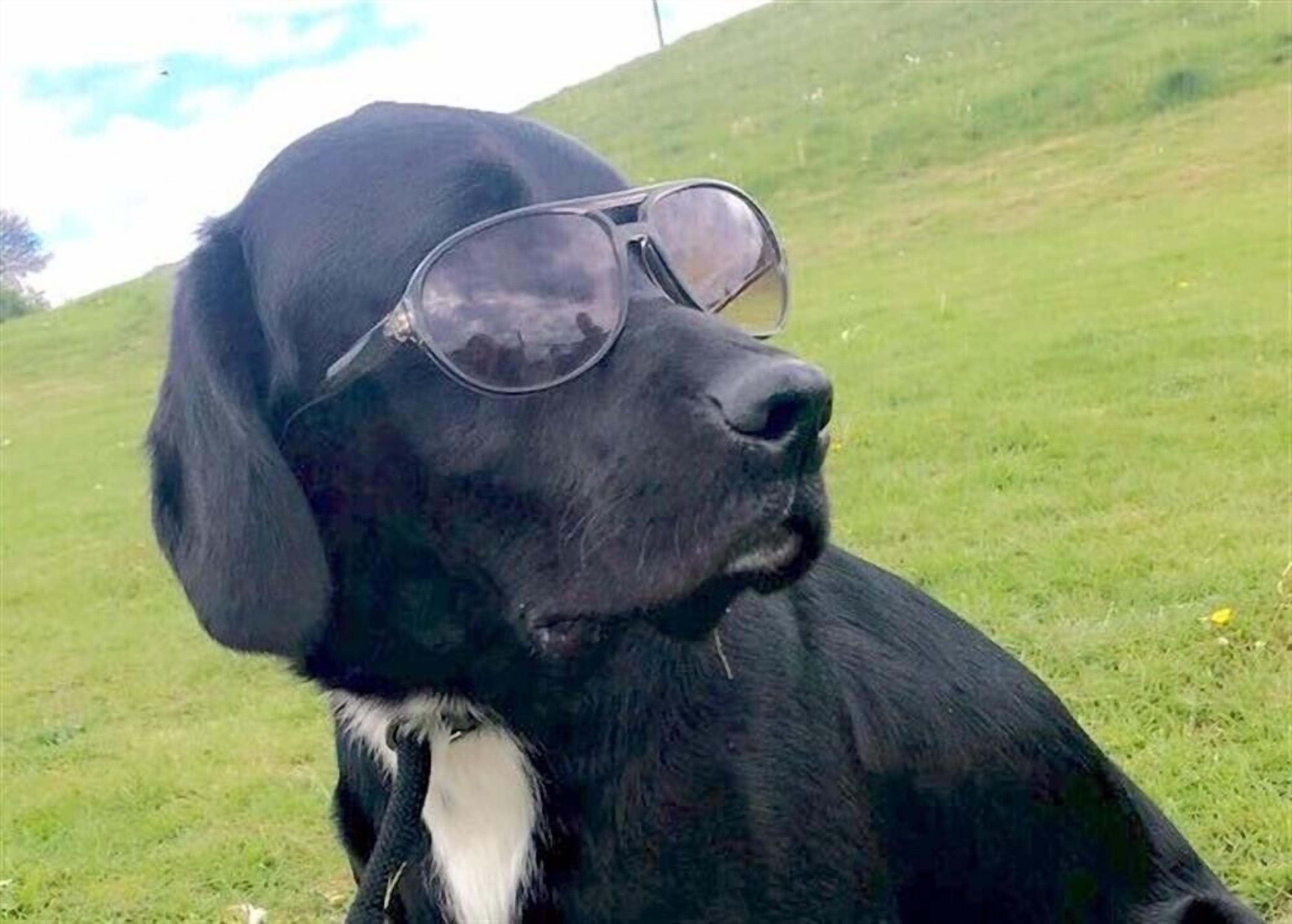 Un chien noir portant des lunettes de soleil.