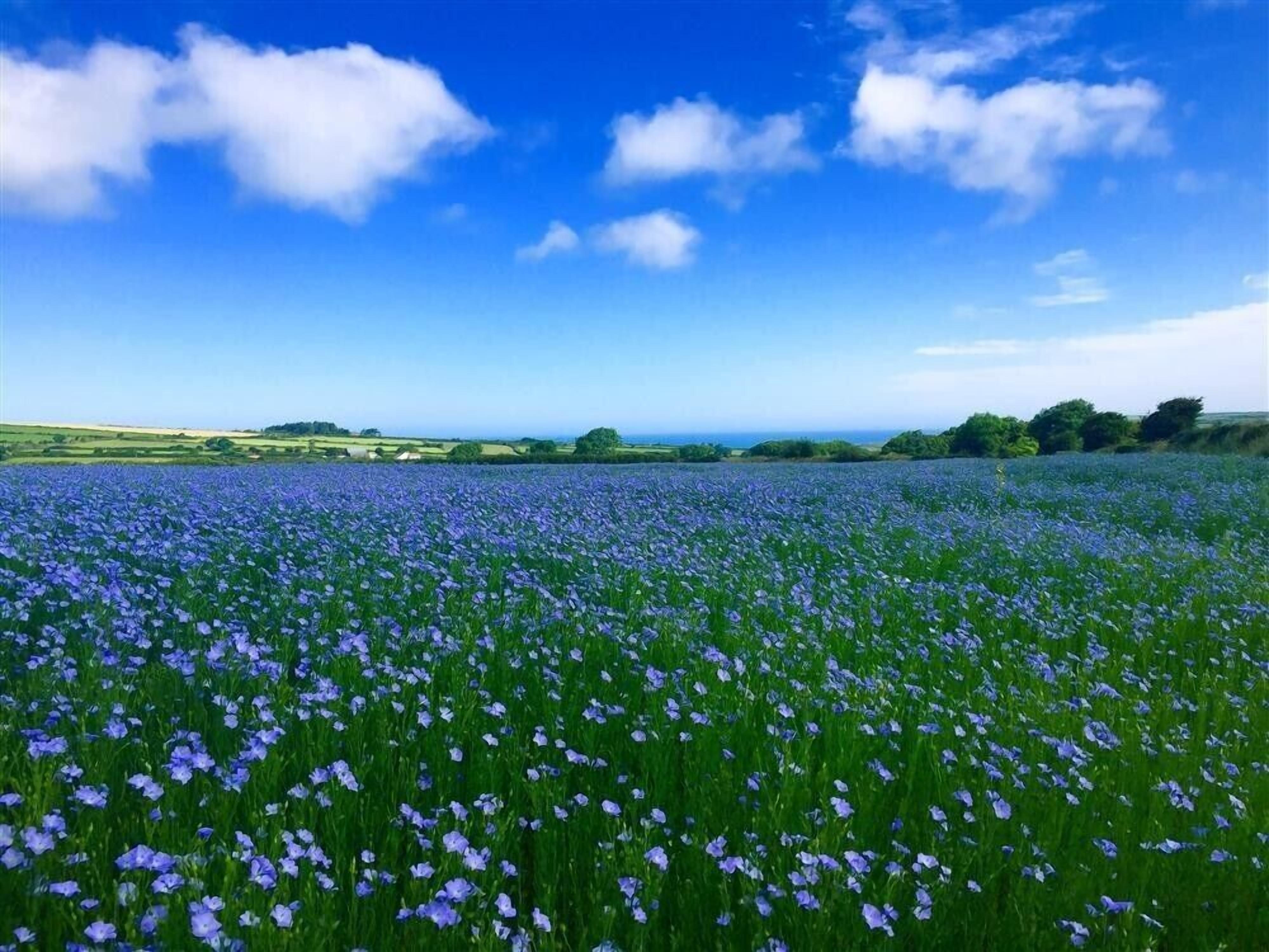 Un campo de flores azules bajo un cielo azul despejado.