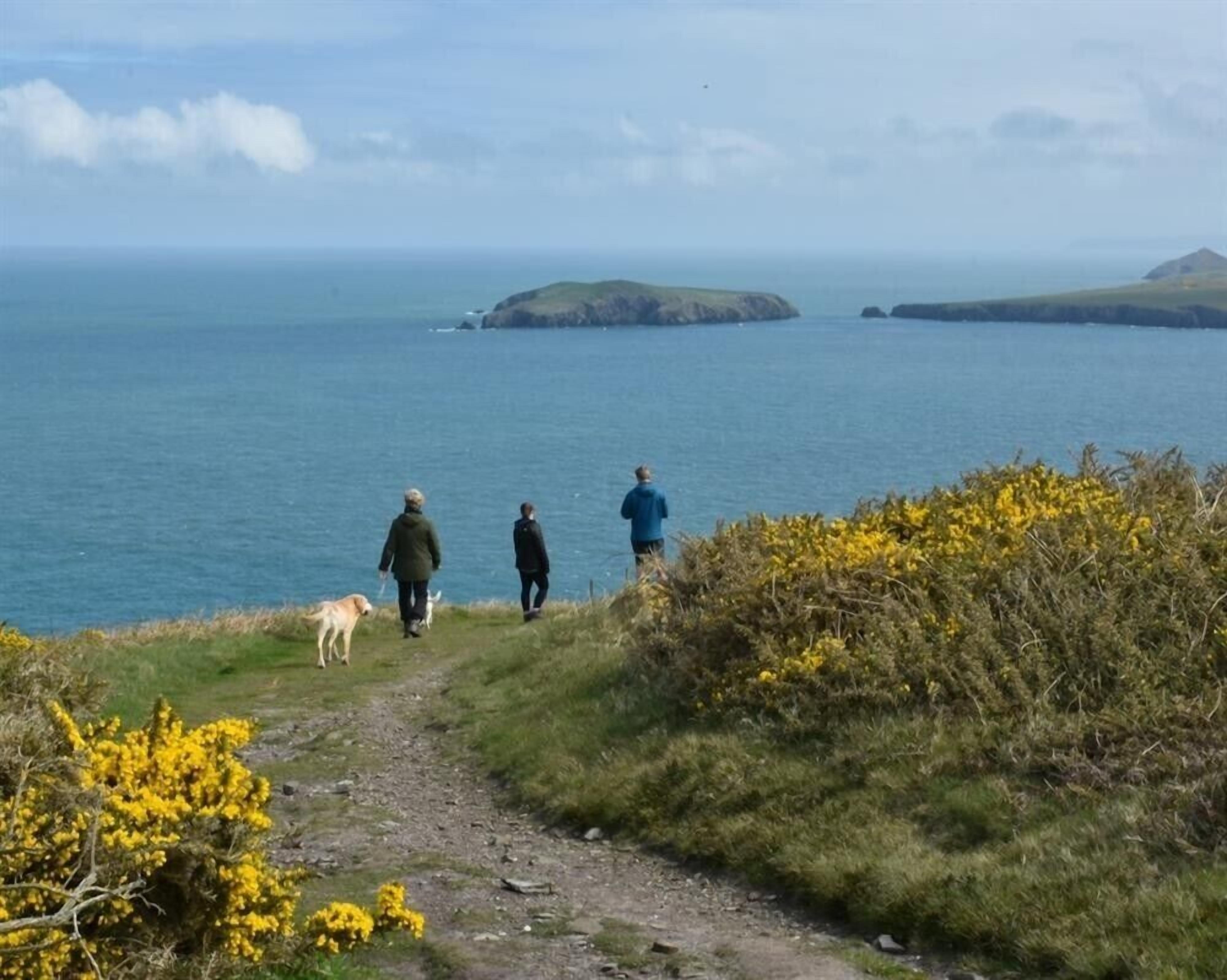 Un sentier côtier bordé de zones herbeuses et de fleurs jaunes, qui mène à la mer.