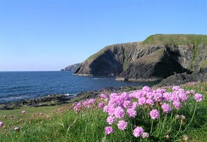 A coastal landscape with cliffs and a field of pink flowers. - Gwelfor, Newport (Fishguard)