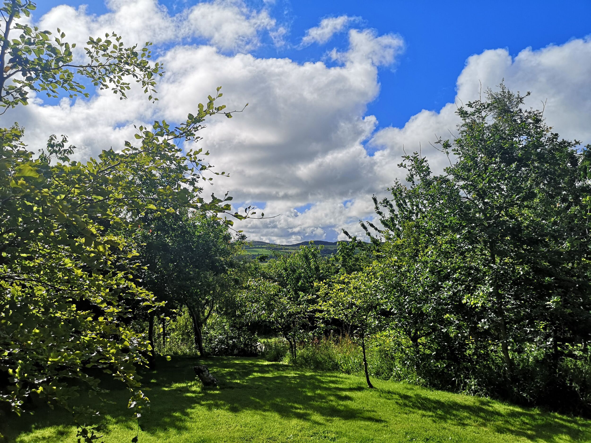 A lush green landscape with trees and a clear blue sky.