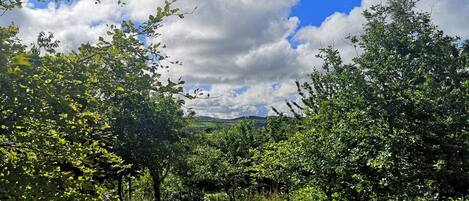 A lush green landscape with trees and a clear blue sky.