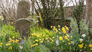 Un jardin où poussent des jonquilles jaunes, où la verdure est luxuriante et où des rochers sont recouverts de mousse.