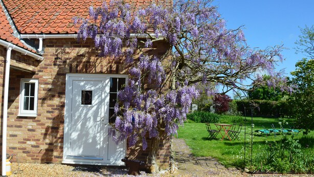 A brick house with a red-tiled roof, a white door, and purple flowering vines. - Wisteria Cottage (King's Lynn)