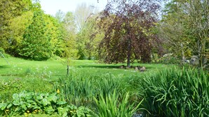 A serene park with a pond, lush greenery, and a variety of trees. - Wisteria Cottage (King's Lynn)