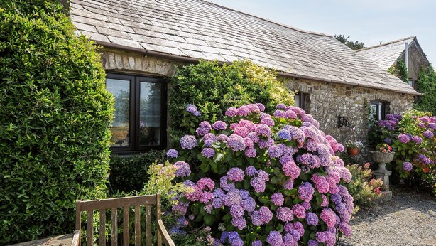 Une maison en pierre avec un toit de tuiles, entourée d’une végétation luxuriante et de magnifiques arbustes d’hortensias aux couleurs vives.