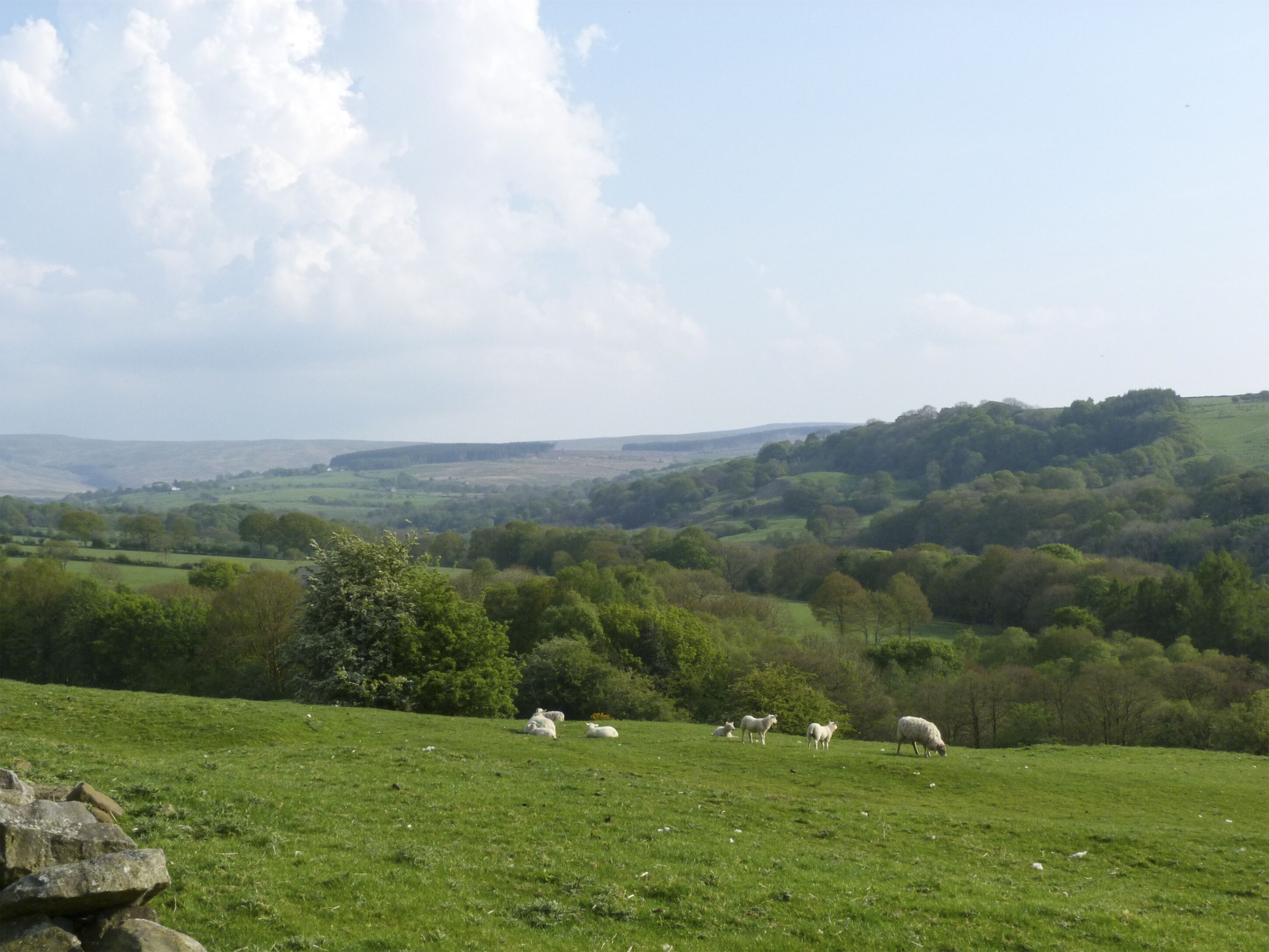 Ländliche Landschaft mit sanften Hügeln, blauem Himmel und ein paar Schafen, die auf einer Wiese weiden.