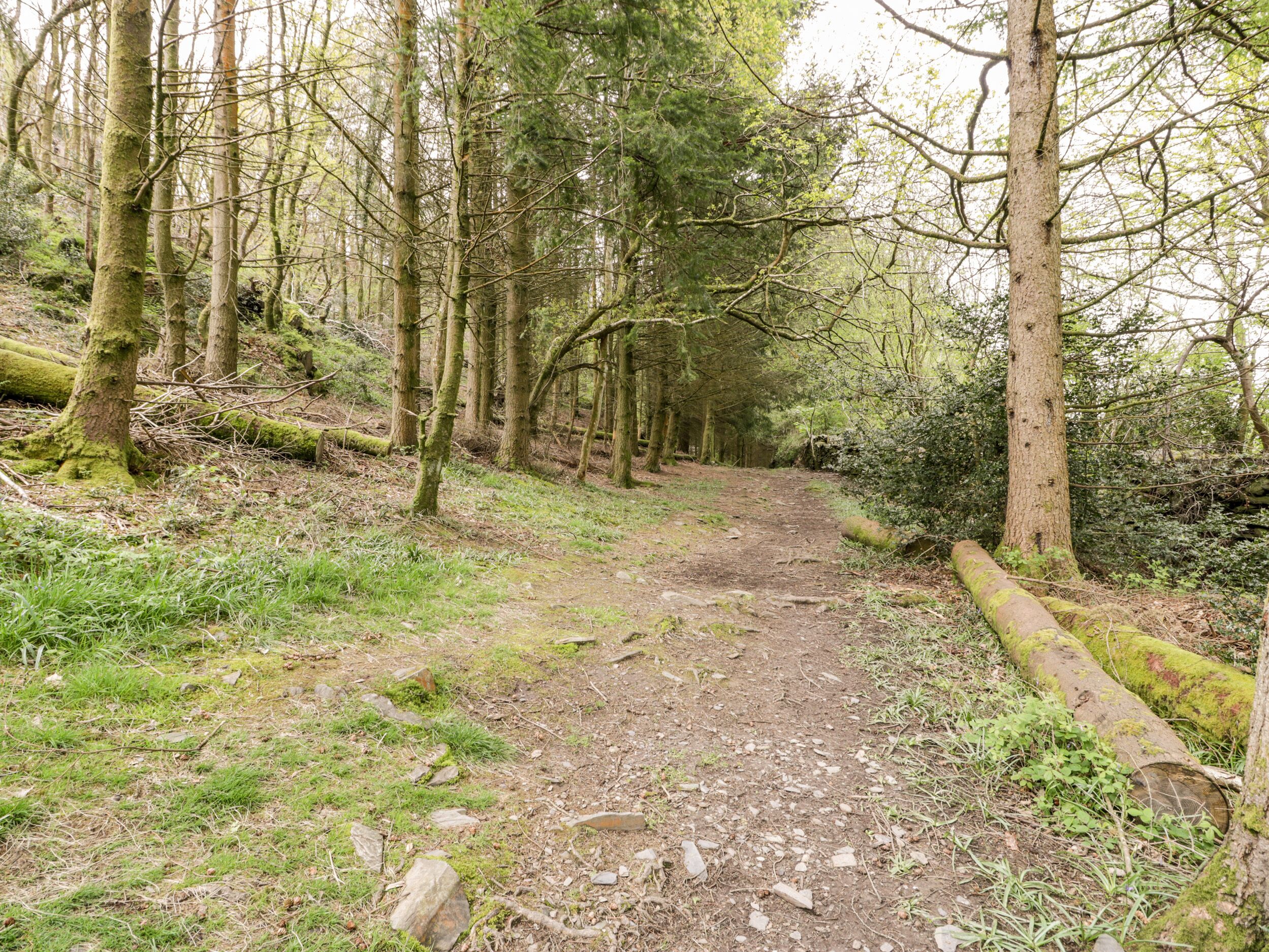 Un sentier de randonnée aménagé dans une zone boisée, avec un chemin de terre, entouré d’arbres et de verdure.