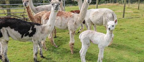 Un grupo de alpacas en un cercado con un campo de hierba y árboles al fondo.