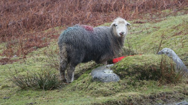 Un mouton se tient dans un champ herbeux, parsemé de rochers et de quelques plantes clairsemées.