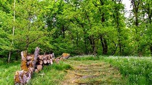 Un sentier de pierres serpente à travers une forêt verdoyante, bordée d’arbres et de fleurs blanches.
