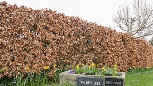 A hedge with signs reading "The Beechnuts" and "Beechnut Cottage". - Beechnut Cottage (Tewkesbury)