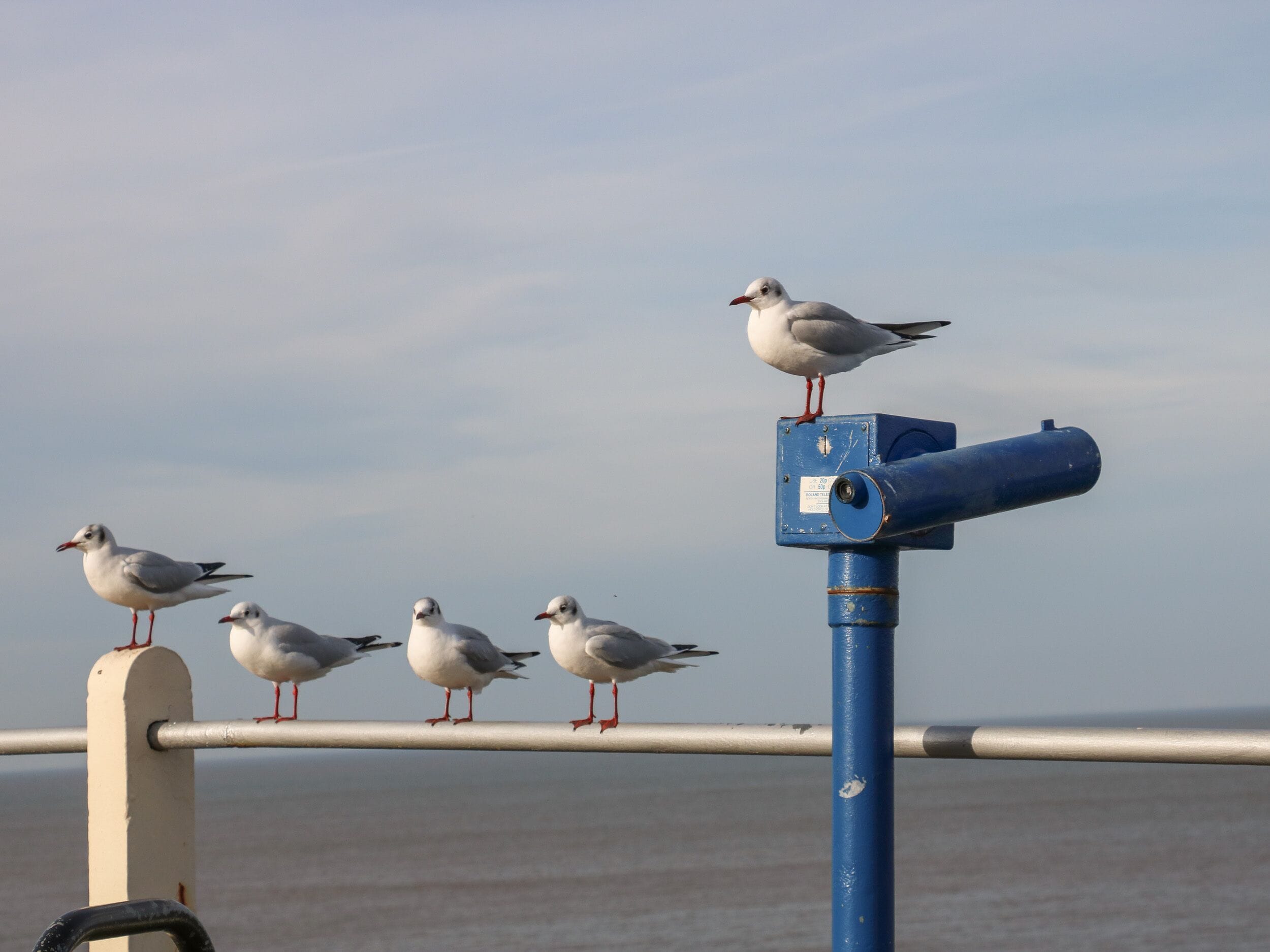 Cuatro gaviotas posadas en una barandilla junto al agua.