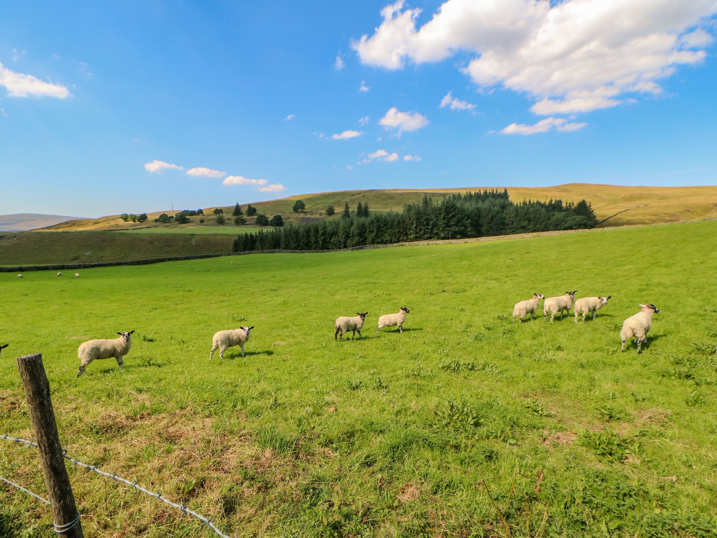 Un champ verdoyant où se trouve un groupe de moutons.