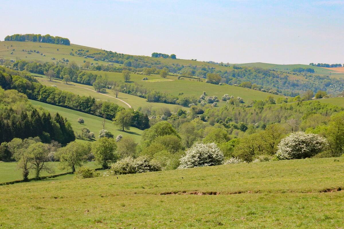 Ländliche Landschaft mit sanften Hügeln, vereinzelten Bäumen und einem gewundenen Pfad.