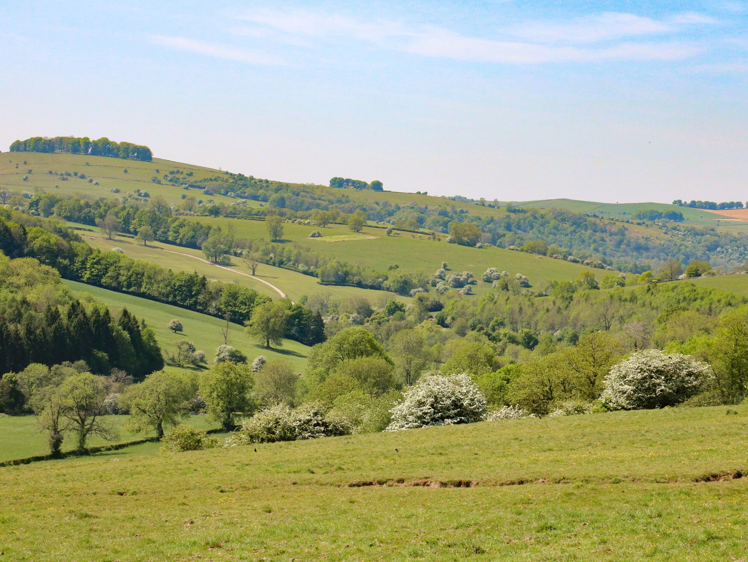 A rural landscape with rolling hills, scattered trees, and a winding path.
