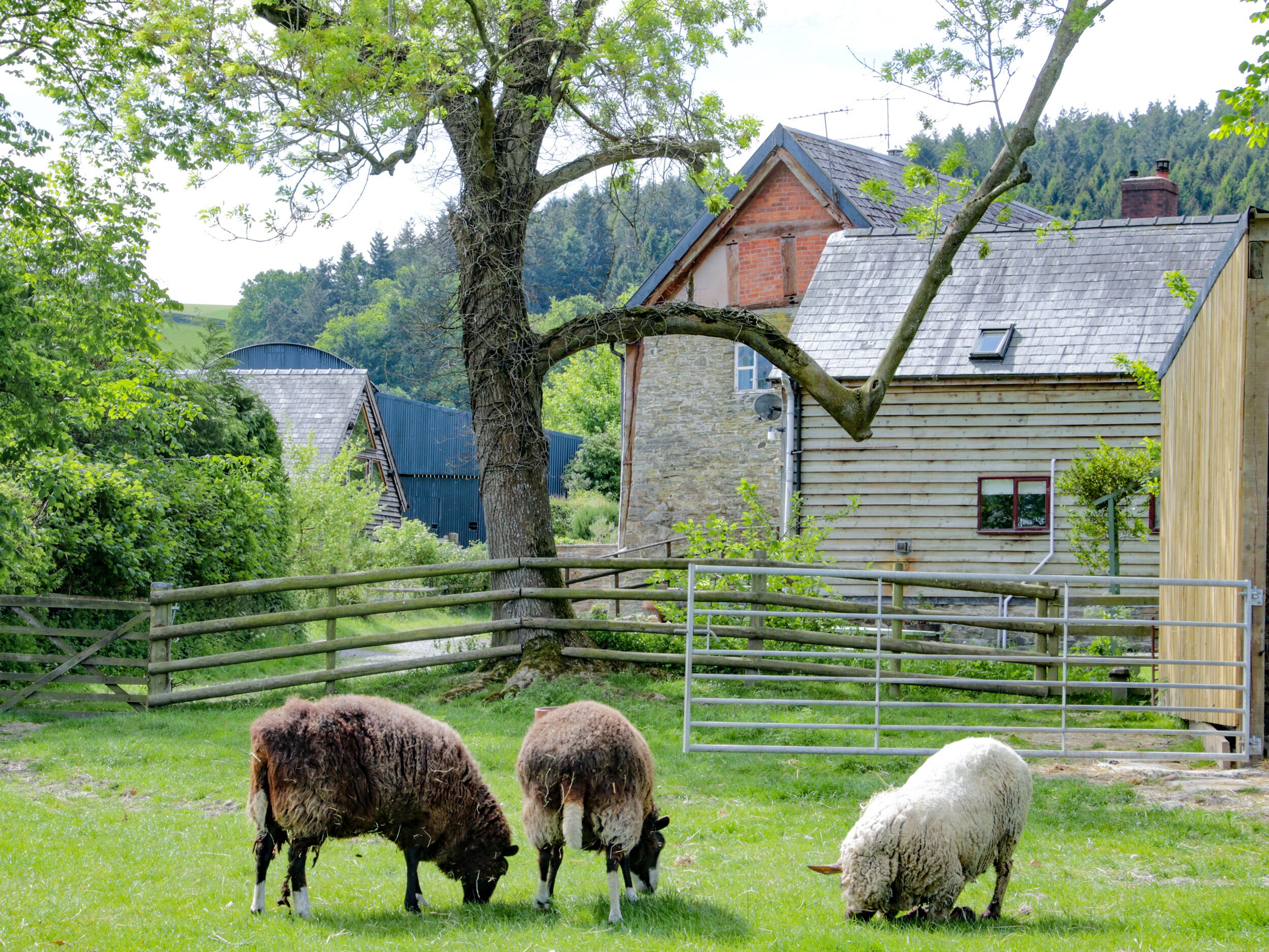 A rural farm scene with a wooden fence, a large tree, and a house with a sloped roof.