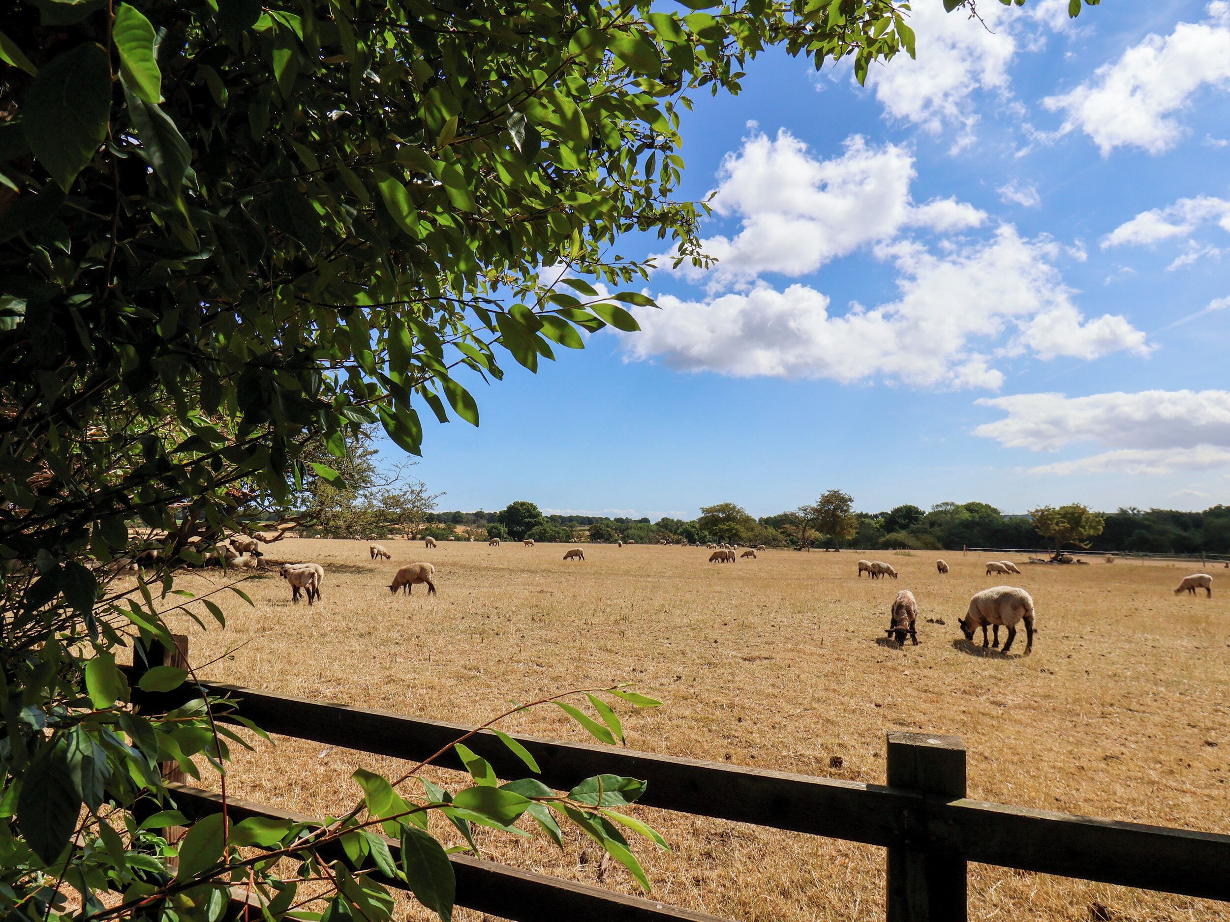 A fenced pasture with grazing animals and trees in the foreground.