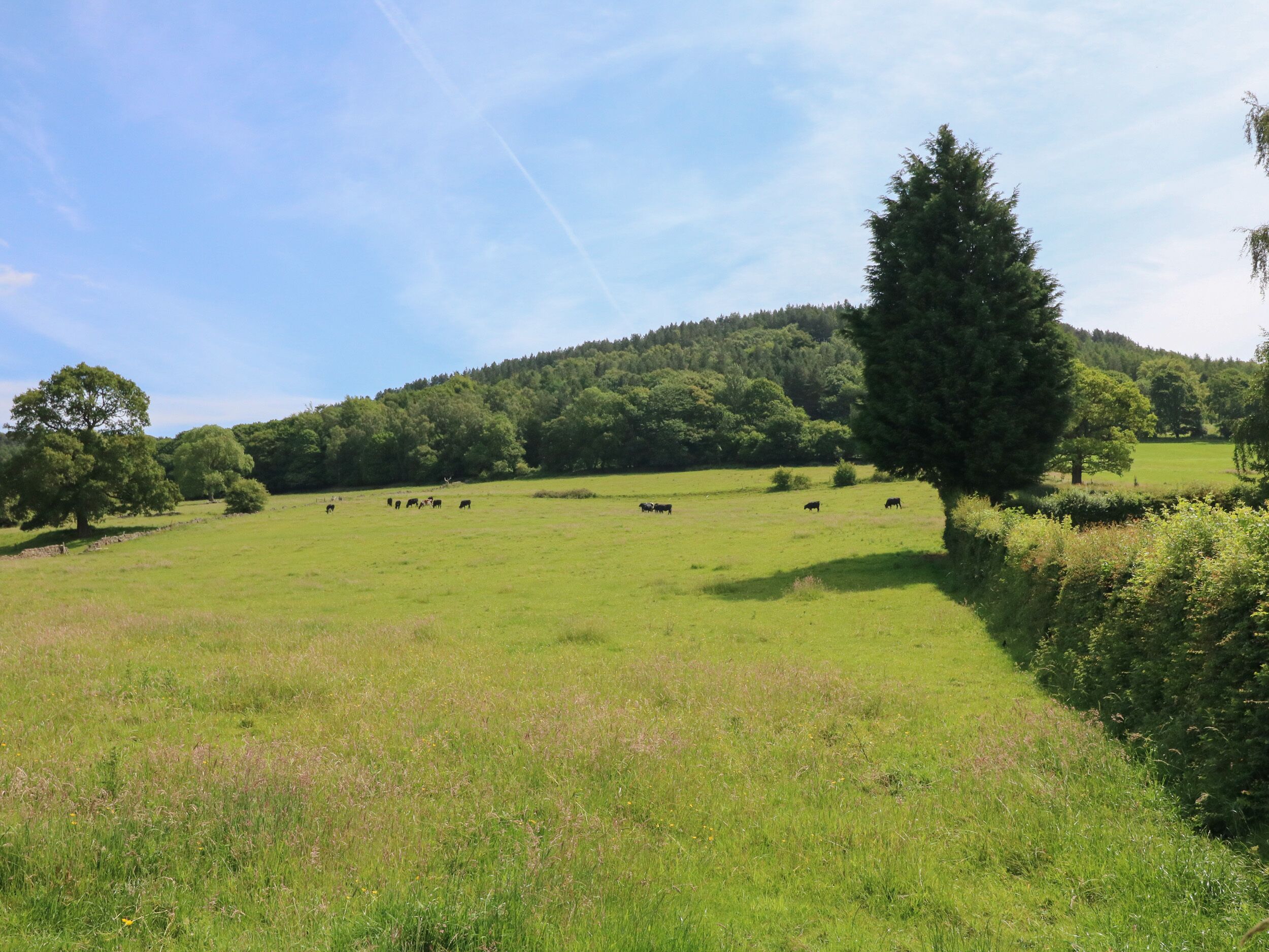 Un campo verde con algunas vacas y árboles al fondo.