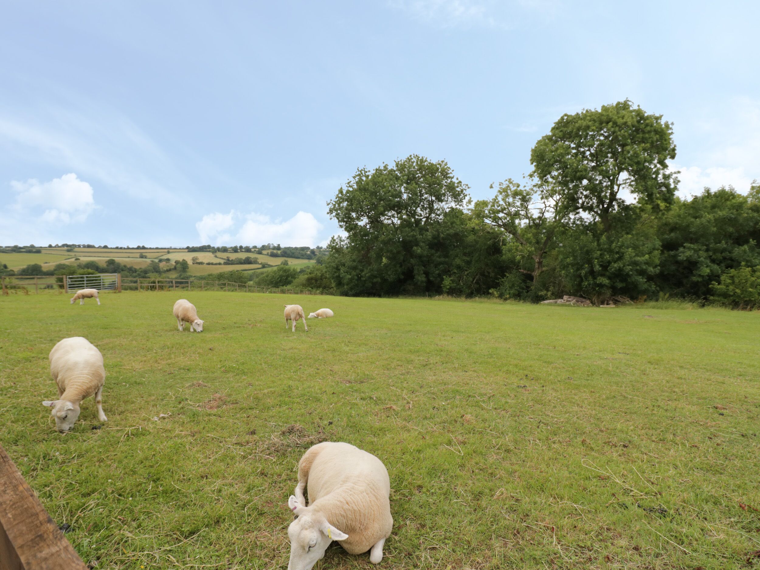 Een begrazend weideveld met verschillende schapen.