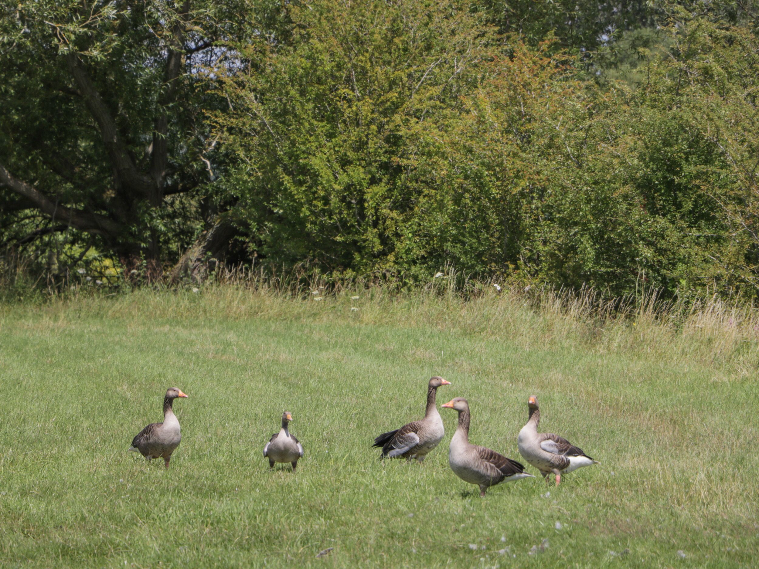 Un grupo de gansos caminando por un campo cubierto de hierba, con árboles al fondo.