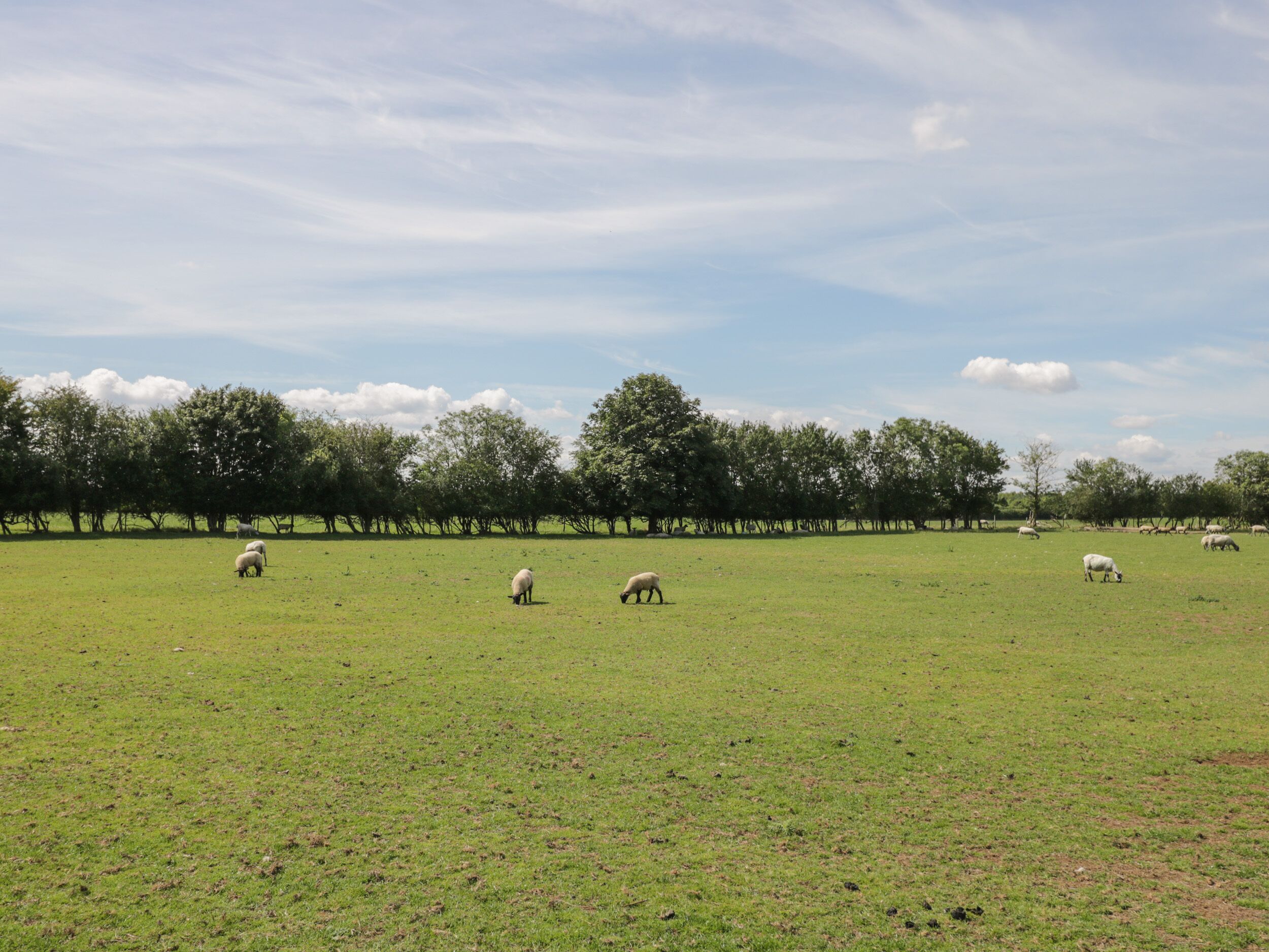 Eine weitläufige, offene Wiese mit mehreren grasenden Schafen.