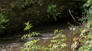 A river flowing through a stone wall with lush greenery and ferns. - Hunters Cottage (High Peak)