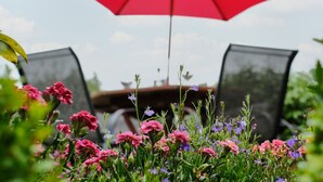 A garden with a red umbrella, pink and purple flowers, and a blurred background with a structure. - Lantern Cottage (St Austell)