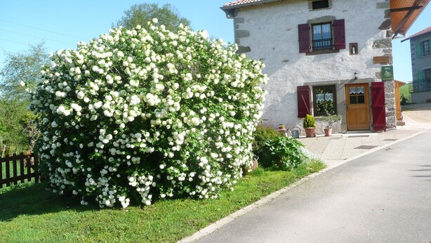 Un edificio de piedra con puerta y contraventanas rojas, rodeado de vegetación exuberante y flores blancas.
