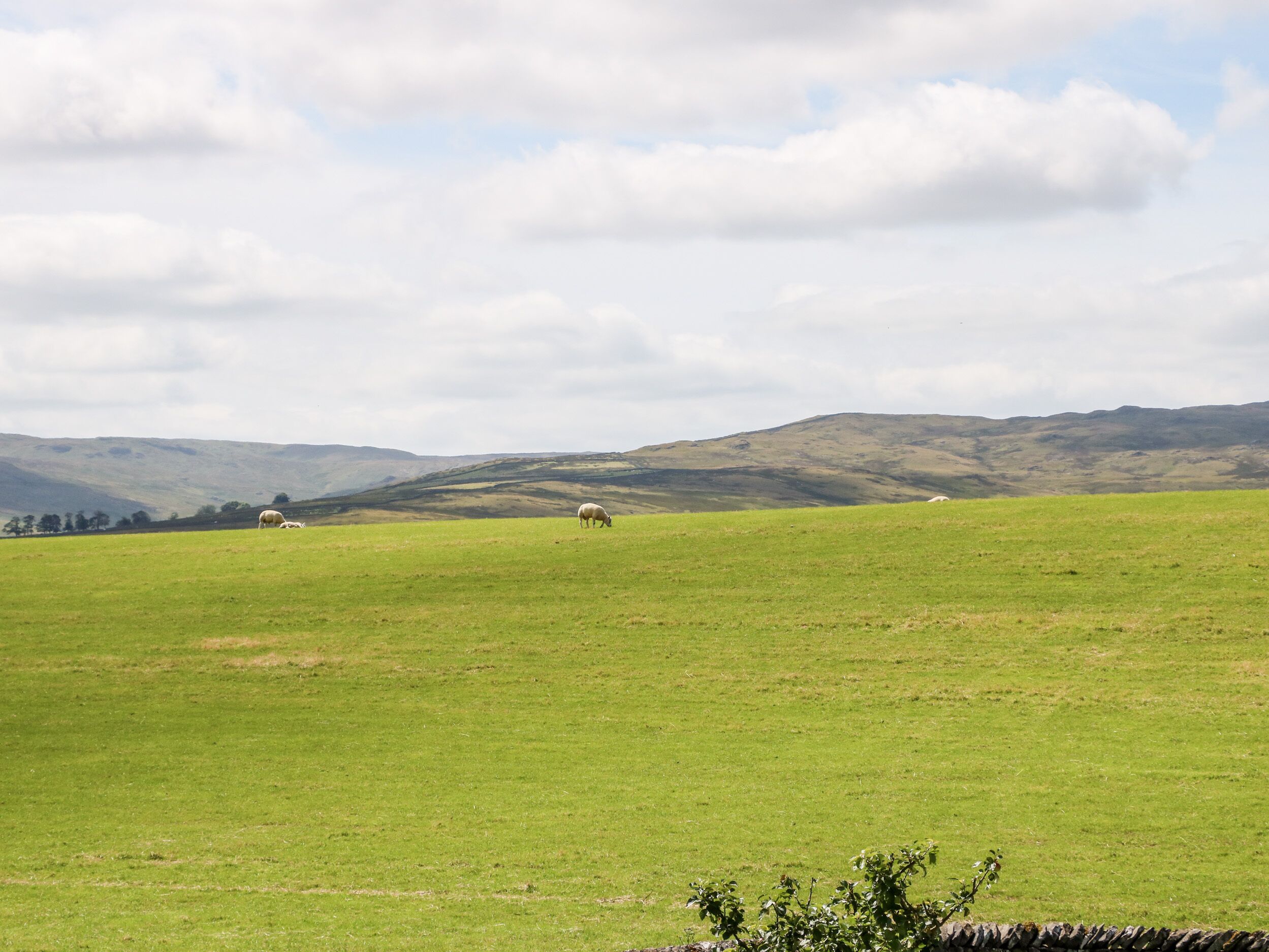 A wide, open grassy field with rolling hills in the background and a few scattered sheep grazing.