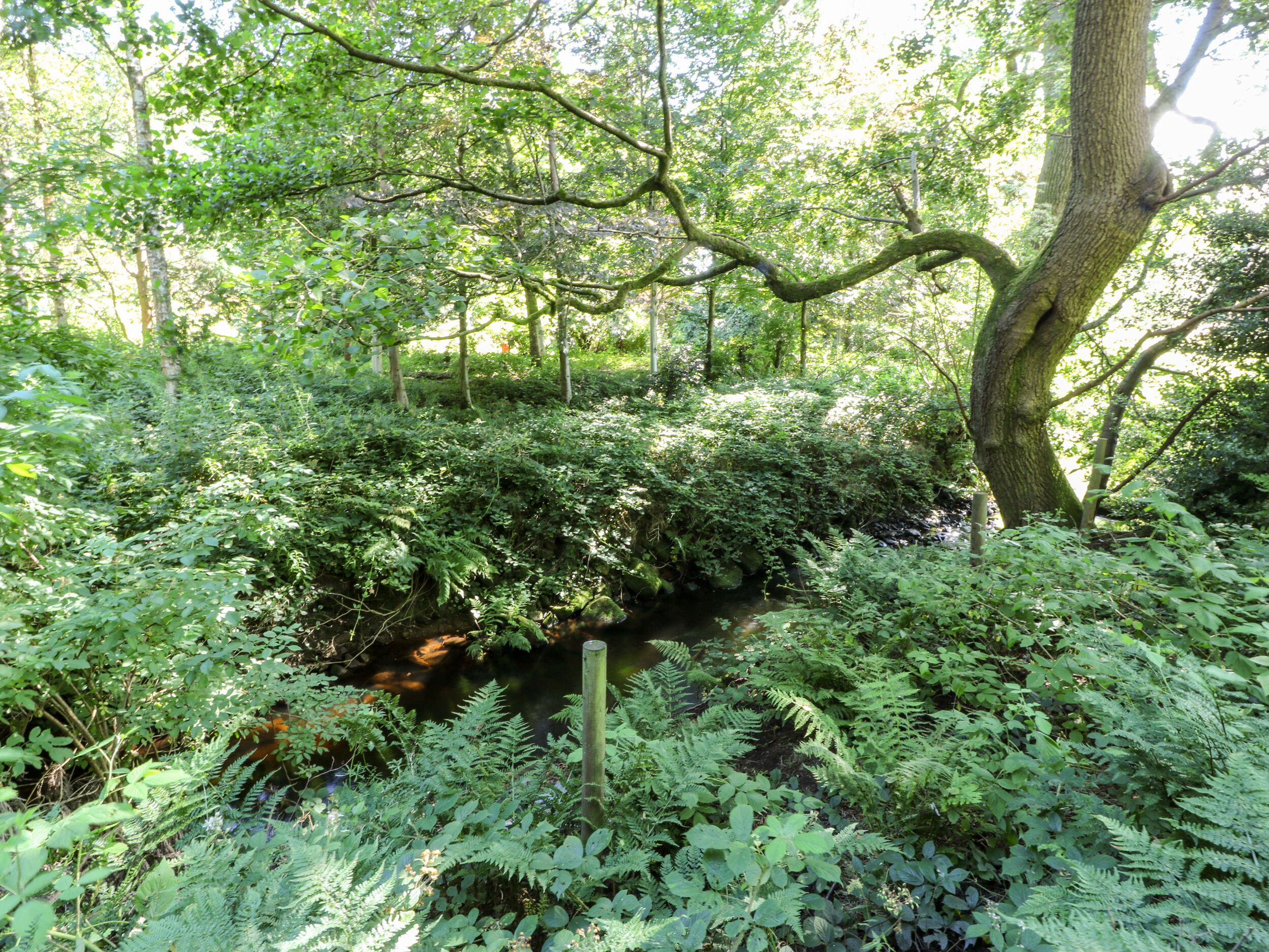 A dense forest with a small stream, ferns, and a wooden fence.