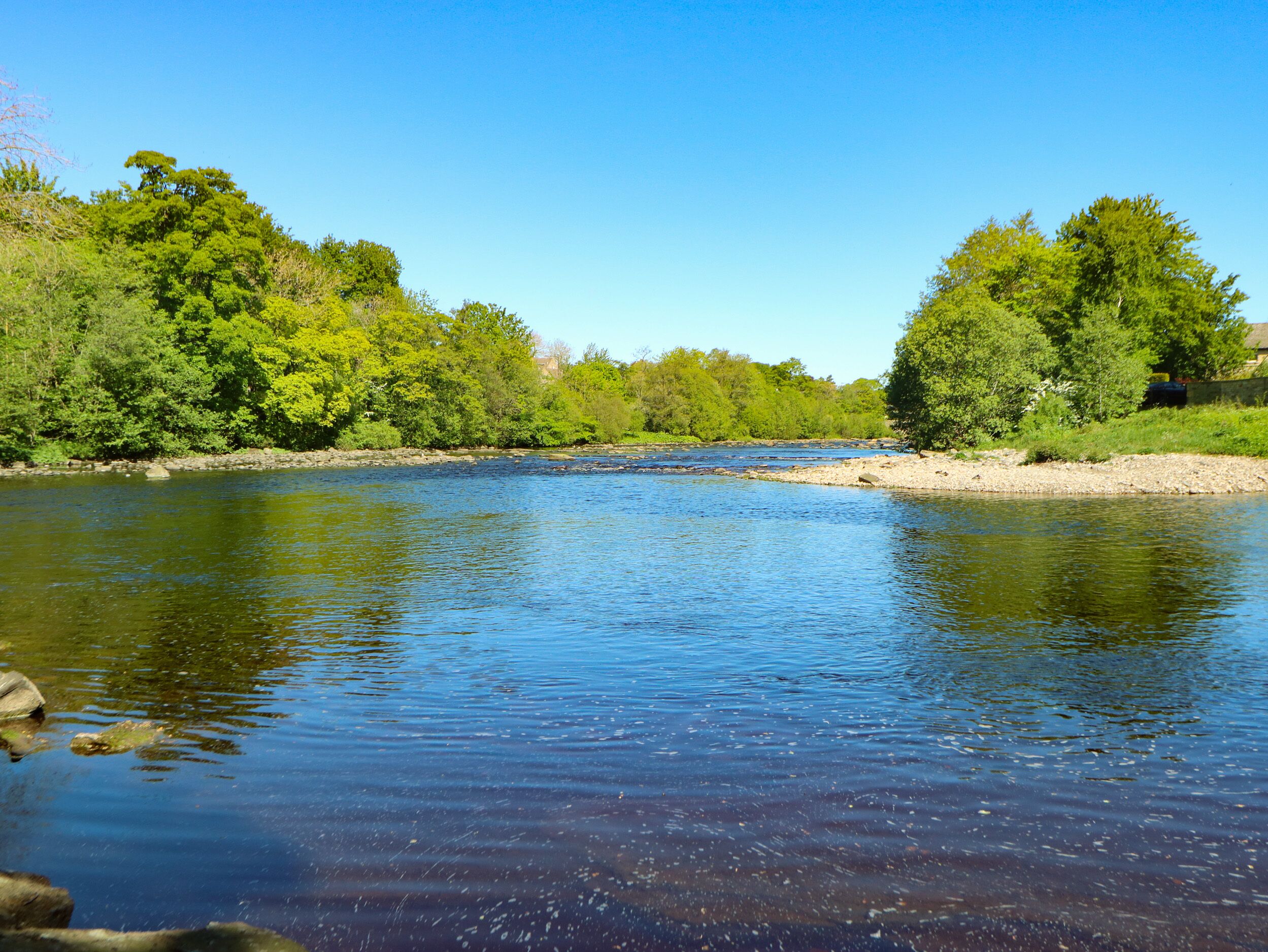 A river with clear water surrounded by dense green trees.