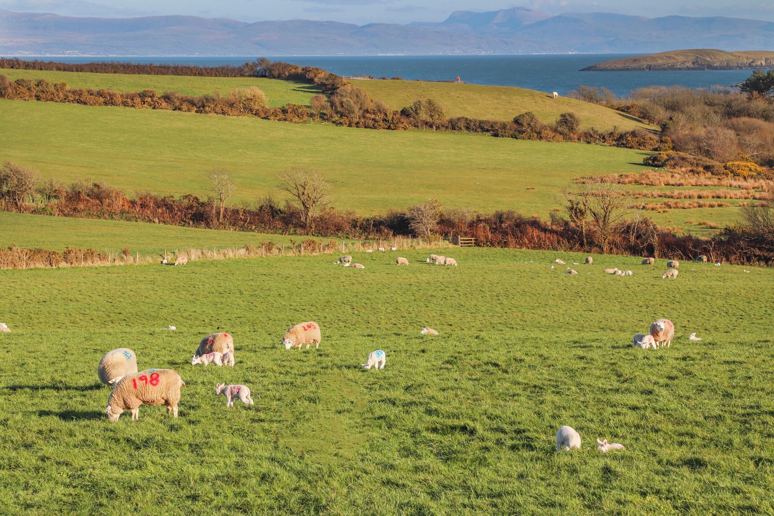 A grassy field with sheep grazing and resting, surrounded by hills and a body of water in the distance.