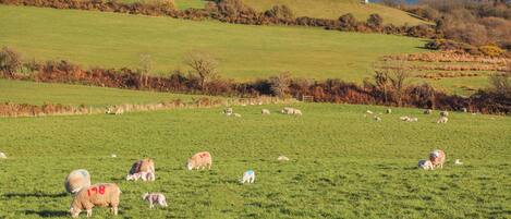 A grassy field with sheep grazing and resting, surrounded by hills and a body of water in the distance.
