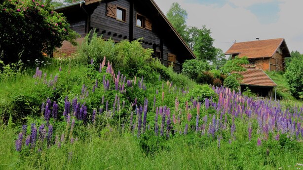 Et rustikt træhus med skr åt tag, omgivet af frodigt grønt og lilla blomster.